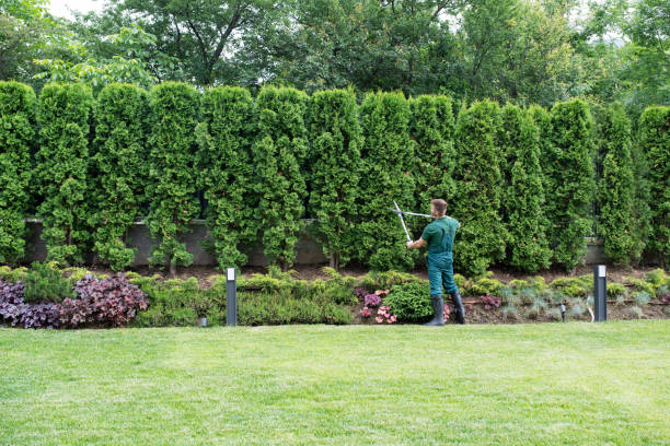 Best Hedge Trimming  in Reedley, CA